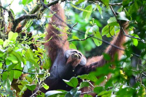 Male Orang Utan swinging from tree branch to another