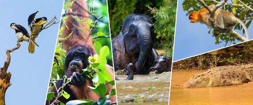 Borneo Big Five, the Hornbill, Pygmy elephant, Orang Utan, crocodile. Proboscis monkey